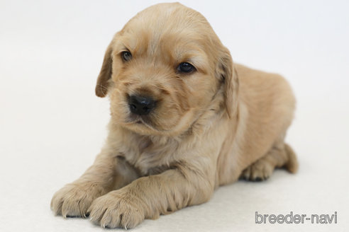 成約済の神奈川県のミックス犬-374595の3枚目